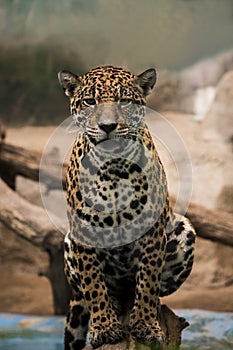 Leopard ,panther looking eyes contact