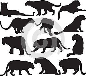 Leopard or panther silhouette contour