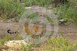 Leopard or panther on stroll at jhalana forest or leopard reserve jaipur rajasthan india - panthera pardus fusca