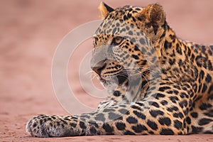 Leopard panther wildlife african predator outdoor