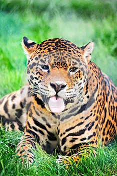 Leopard, Panthera