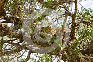 The leopard Panthera padres in a tree in Serengeti