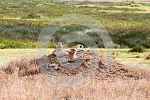 The leopard (Panthera pardus)