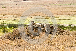 The leopard (Panthera pardus)