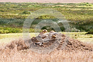 The leopard (Panthera pardus)