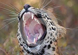Leopard (Panthera pardus)