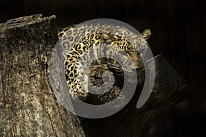 The Leopard Panthera pardus.