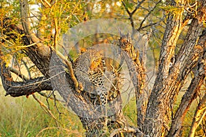 Leopard (Panthera pardus)