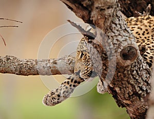 Leopard (Panthera pardus)