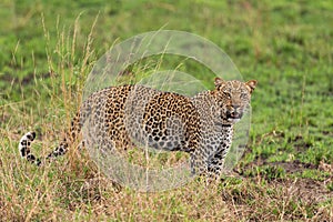 Leopard - Panthera pardus