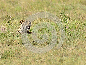 Leopard ( Panthera pardus)
