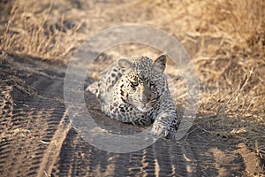 Leopard (Panthera pardus)