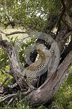 Leopard, panthera pardus, 4 Months Old Cub Clawing, Namibia