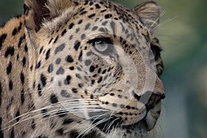 Leopard (Panthera pardus)