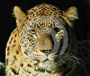 Leopard (Panthera pardus)