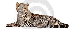 Leopard, Panthera pardus, 6 months old, lying