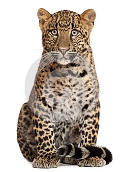 Leopard, Panthera pardus, 6 months old, sitting photo