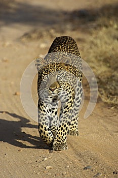 Leopard, panthera pardus, Adult walking on Track, Masai Mara Park in Kenya