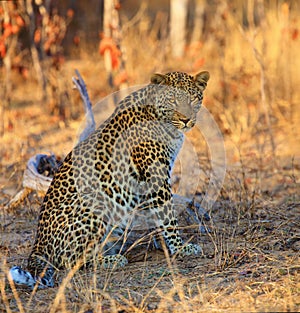 The leopard Panthera pardus, big male at sunset. Leopard in a yellow dry bush in a South African savannah. A large leopard in