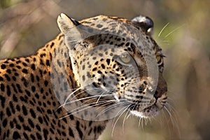 Leopard (Panthera pardus) - Botswana