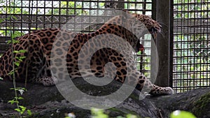 Leopard Panthera pardus Captured in Zoo Cage. Animal Violence. Endangered and Threatened Species of Asia and Africa