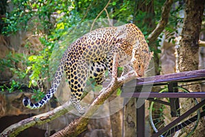 Leopard (Panthera pardus) is climbing on the scaffold on the trees. The leopard is one of the five 