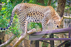 Leopard (Panthera pardus) is climbing on the scaffold on the trees. The leopard is one of the five 