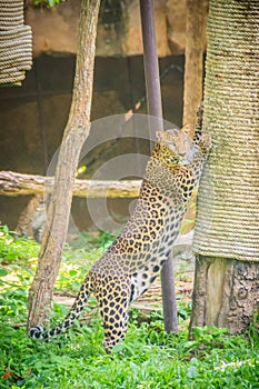 Leopard (Panthera pardus) is climbing on the scaffold on the trees. The leopard is one of the five 