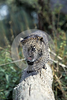 Leopard, panthera pardus, Cub walking on Branch