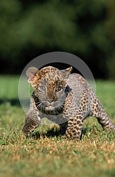 LEOPARD panthera pardus, CUB WALKING ON GRASS