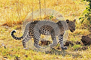 Leopard, panthera pardus, cub walking, Moremi Reserve, Okavango Delta in Botswana