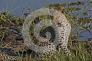 Leopard, panthera pardus, Cub at Waterhole, Moremi Reserve, Okavango Delta in Botswana