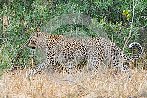 Leopard, Panthera pardus, with curved tail, walking between grass