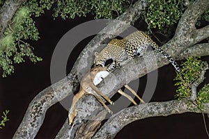 Leopard, Panthera pardus, with its prey, in a tree