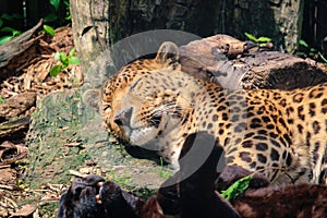 Leopard, Panthera pardus kotiya, big spotted cat lying on the tree in the nature habitat