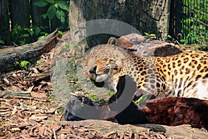 Leopard, Panthera pardus kotiya, big spotted cat lying on the tree in the nature habitat