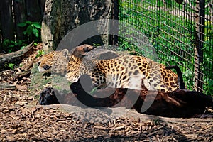 Leopard, Panthera pardus kotiya, big spotted cat lying on the tree in the nature habitat