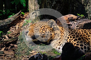 Leopard, Panthera pardus kotiya, big spotted cat lying on the tree in the nature habitat