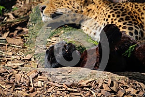 Leopard, Panthera pardus kotiya, big spotted cat lying on the tree in the nature habitat