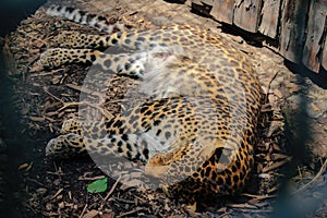 Leopard, Panthera pardus kotiya, big spotted cat lying on the tree in the nature habitat