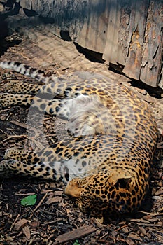 Leopard, Panthera pardus kotiya, big spotted cat lying on the tree in the nature habitat