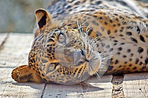 Leopard Panthera Pardus Kotiya Head Closeup