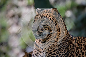 Leopard, Panthera pardus kotiya resting in forest