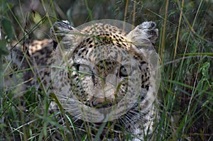 Leopard (Panthera pardus)