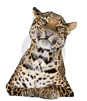 Leopard, Panthera pardus, lying