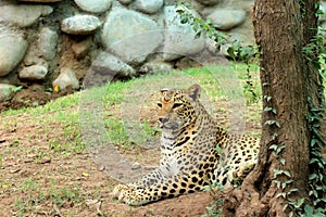 Leopard & x28; Panthera Pardus & x29; lying on the ground