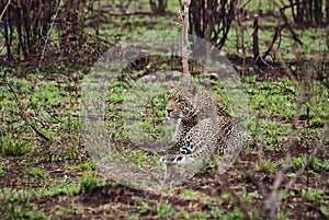 Leopard, Panthera pardus, lying on the ground