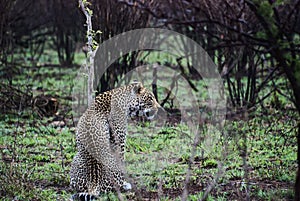 Leopard, Panthera pardus, lying on the ground