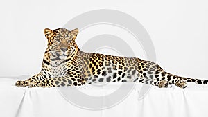 A leopard Panthera pardus lying on a white surface against a plain backgroun