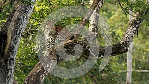 Leopard, Panthera Pardus, male, Nagarhole National park Karnataka, India